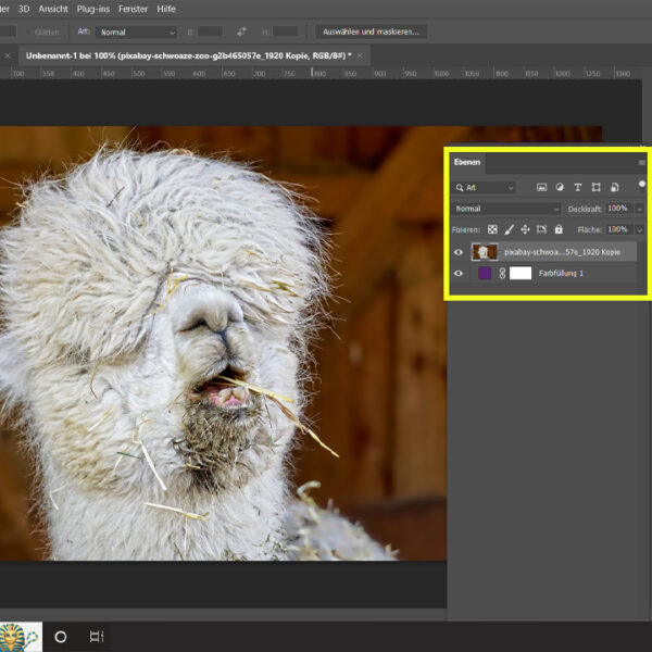 Ein Screenshot eines Fotos eines Lamas in Photoshop. Unter der Ebene des Fotos liegt eine farbige Fläche.